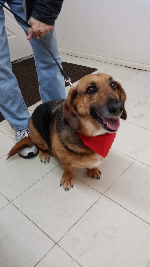 Dog Boarding Country Lane Kennels Premium Dog Boarding