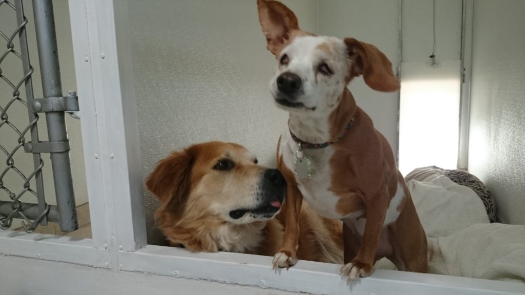 DSC_0600 Country Lane Kennels